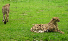 Gepard-4.jpg